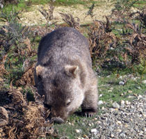 Wombats about at Narawntapu National Park, Tasmaniaq