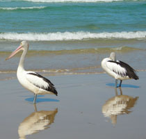 Some 'locals' enjoying the great Tasmanian sun
