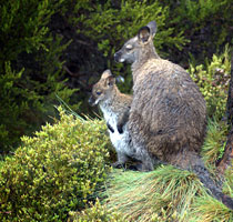 Wallabies at Cradle Mountain National Park, Tasmanian Central Highlands
